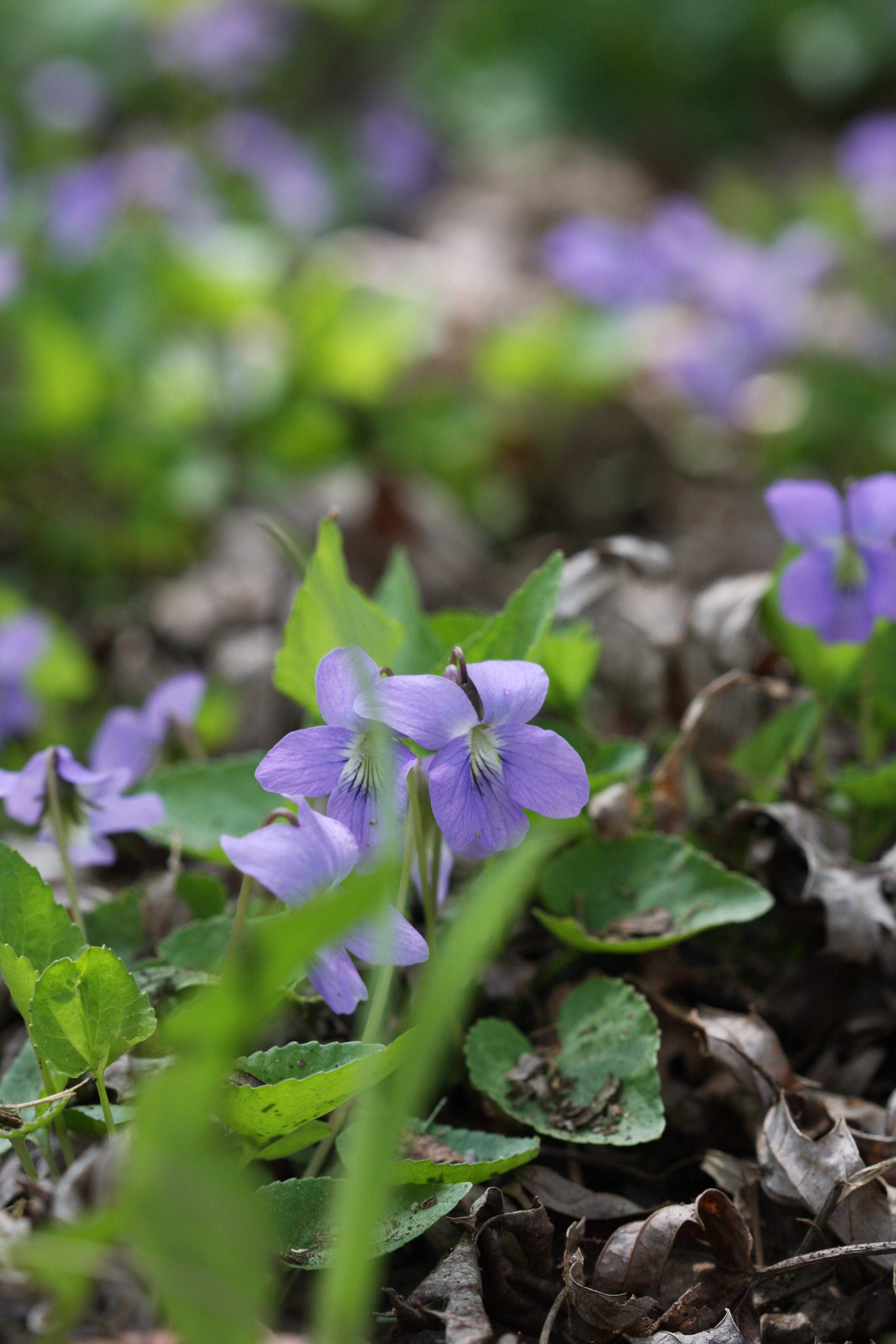 violets