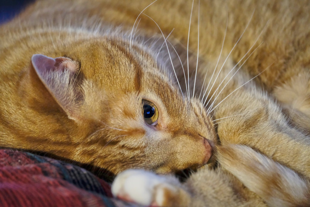 No Noise with Fujifilm X-Pro2 at ISO 3200