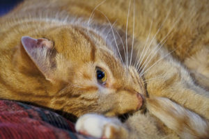 No Noise with Fujifilm X-Pro2 at ISO 3200