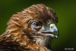 A red tailed hawk going through plumage change