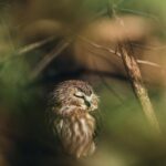 Sleeping Owl
