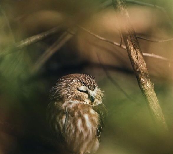 Sleeping Owl