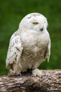 Snowy Owl