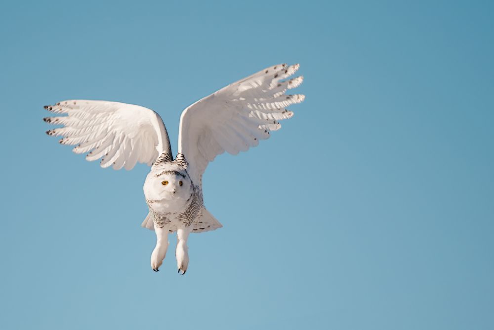 Snowy Owl in Flight
