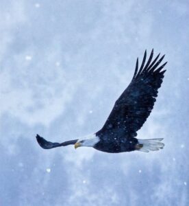 Soaring Eagle