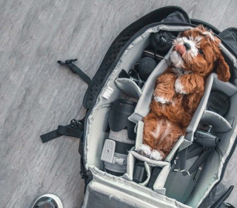 Spring Bag Essentials Feature Image