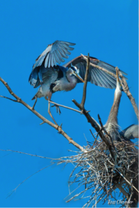 Teleconverters Image 4: Example Photo