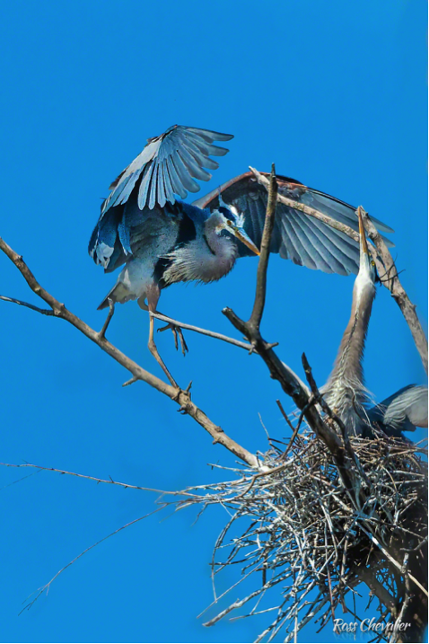 Teleconverters Image 4: Example Photo