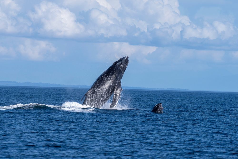 Whale Jumping off BC Coast