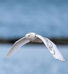 White Owl