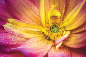 example bokeh photography