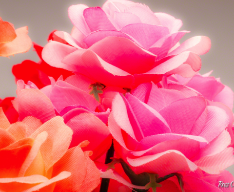 Flower photography with one continuous light source and a white background