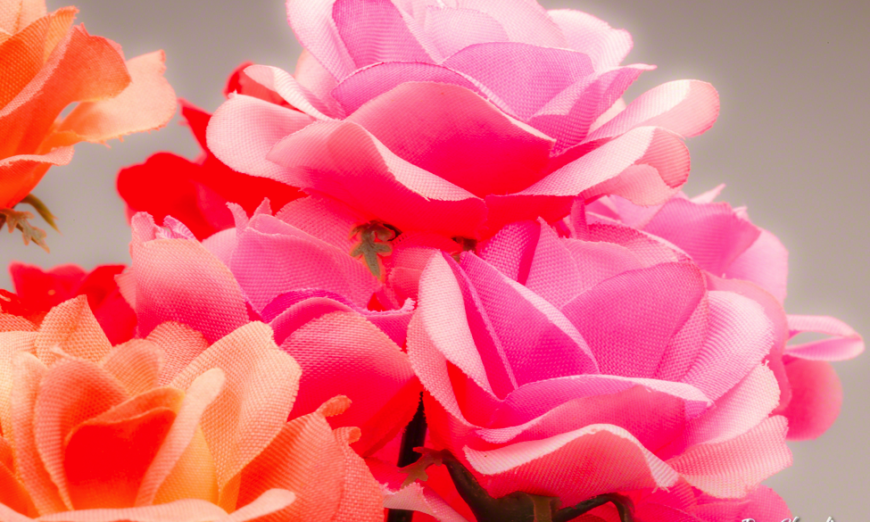 Flower photography with one continuous light source and a white background
