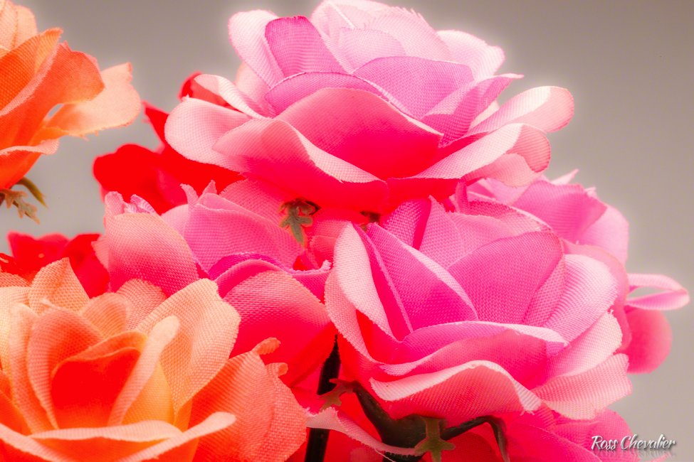 Flower photography with one continuous light source and a white background