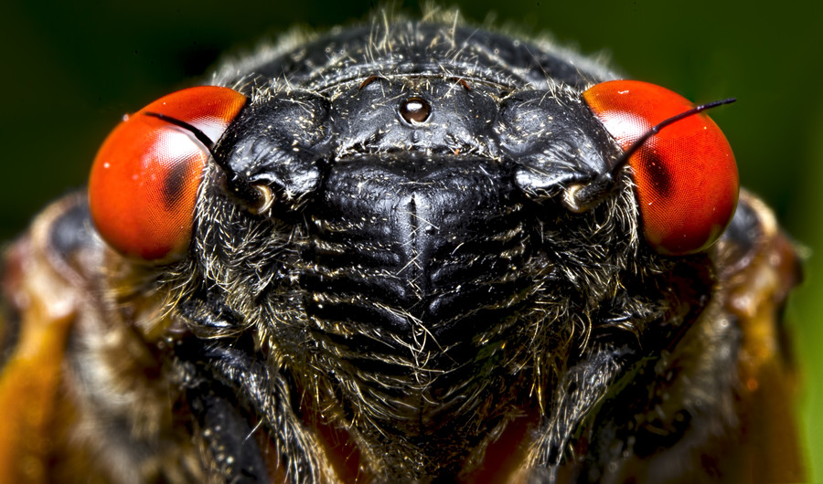 David LaMason - Cicada