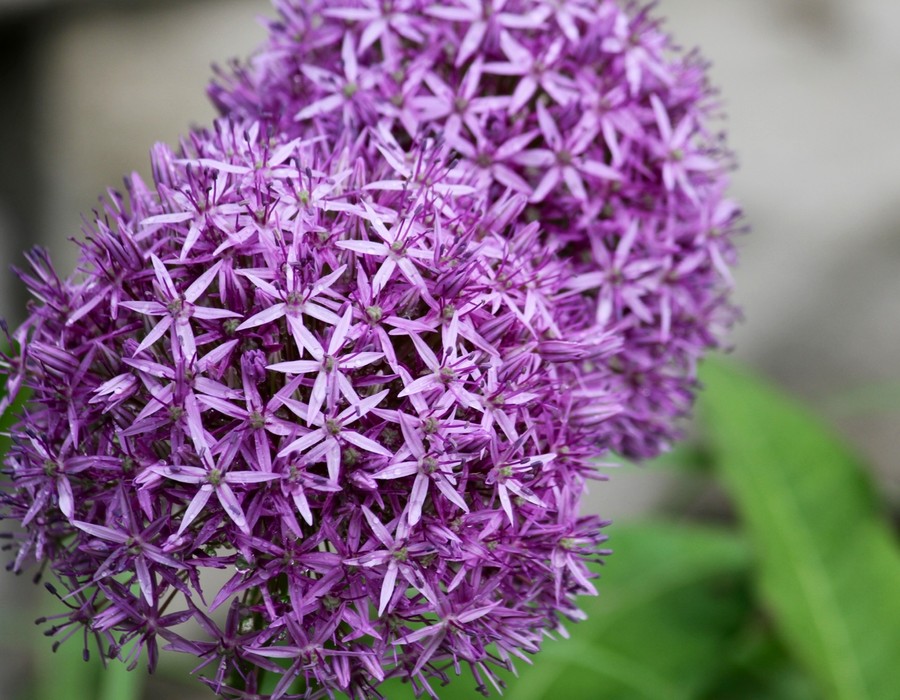 Becky Zappacosta - Untitled