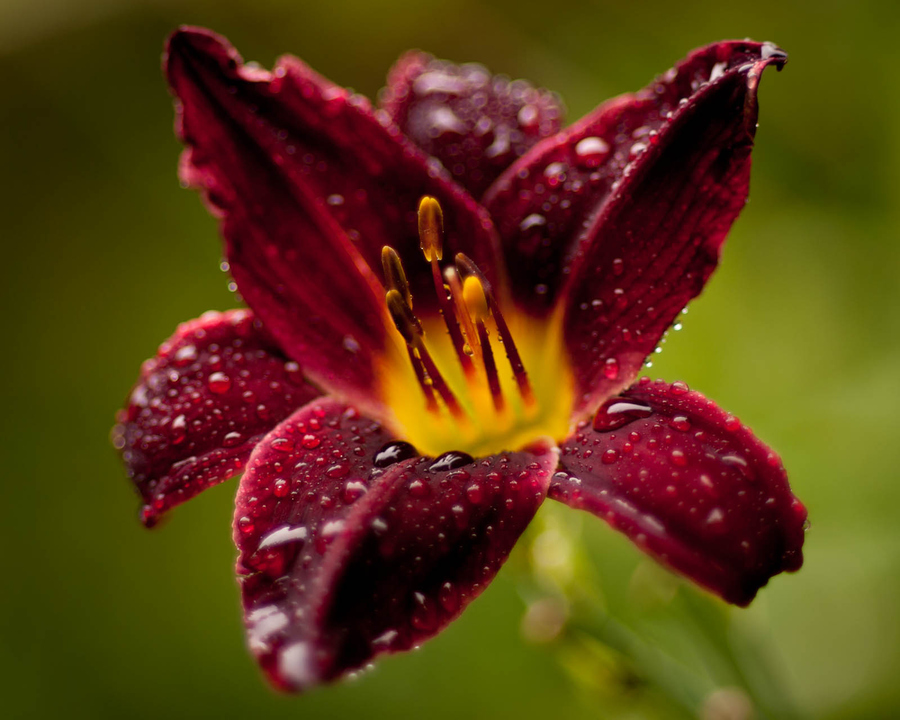 Bruce Walker - Jungle Beauty