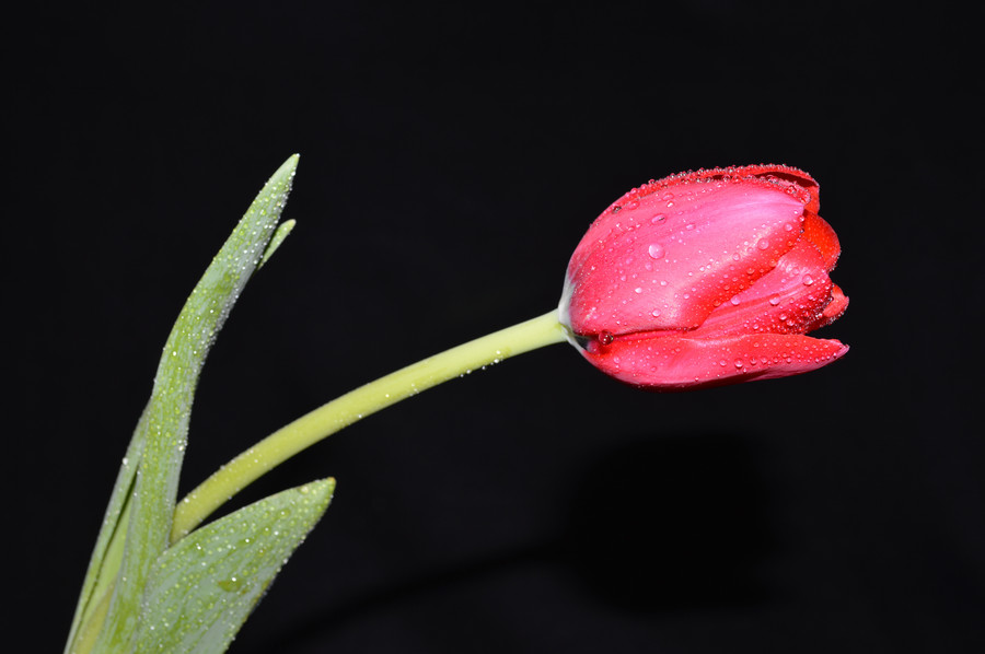 Judy Tomlinson - Red Tulip with Raindrops