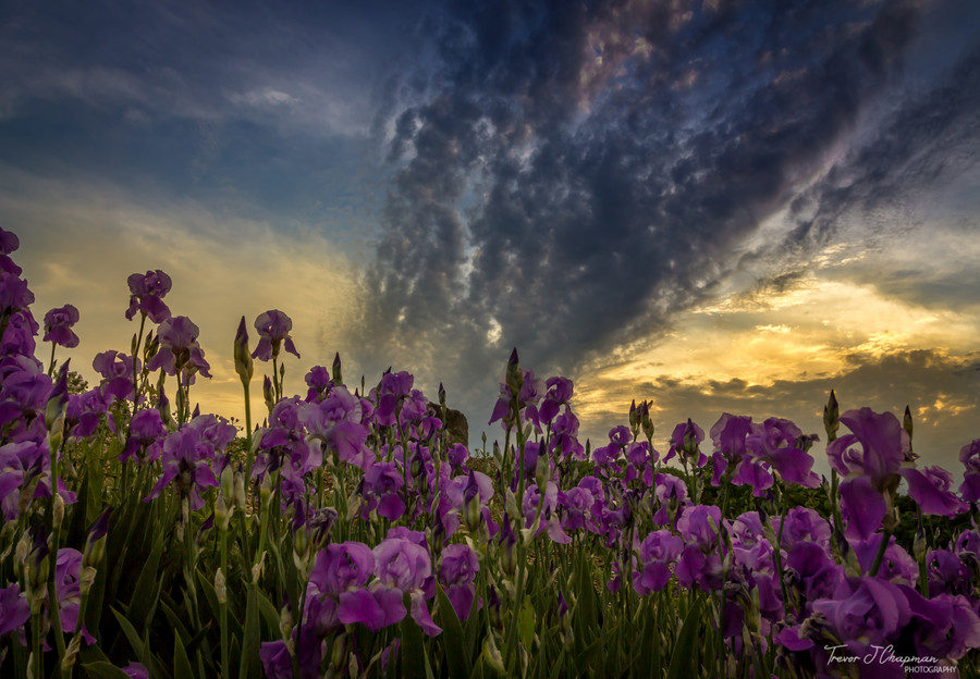 Trevor Chapman - Garden Sunset