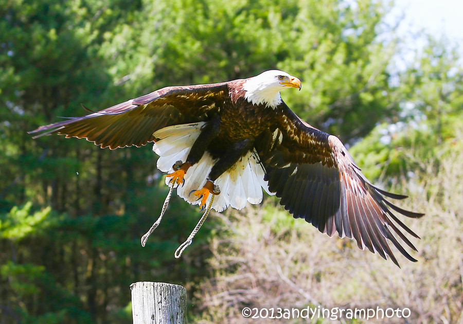 Andy Ingram - Lift Off!
