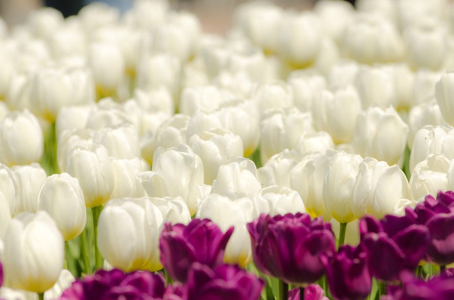 Craig Sellars - White Tulips