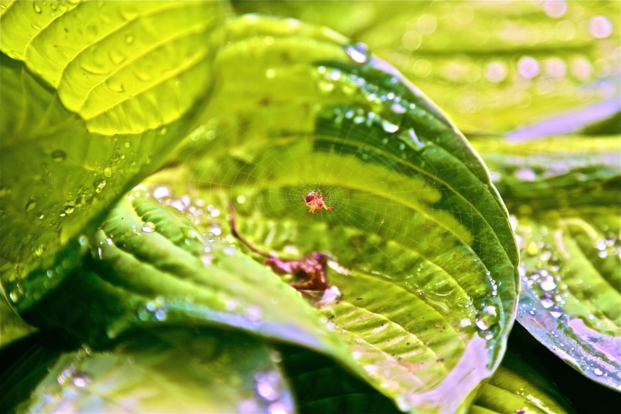 Navdeep Buttar - Web Development