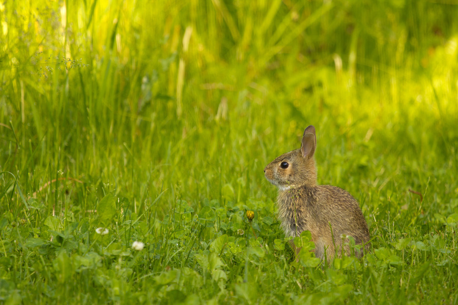 Robert Guimont - Cute Bunny