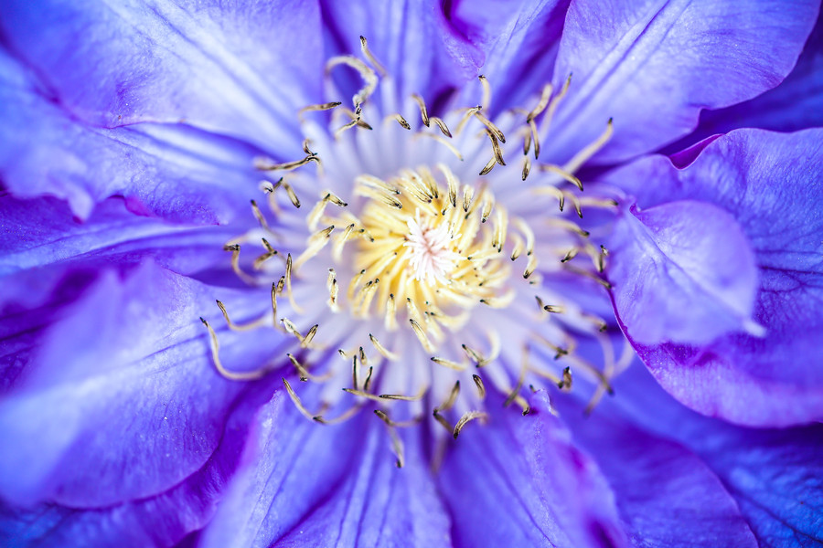 Amarpreet Kaur - Intricacy