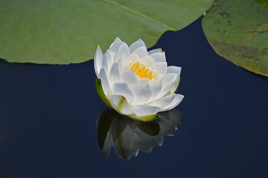 Judy Tomlinson - Reflections of a Water Lily