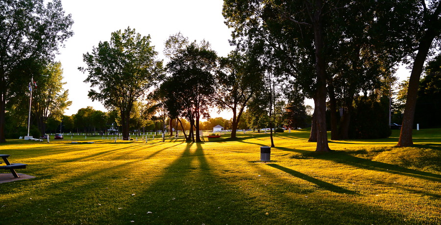 Navdeep Buttar - Behind the Trees