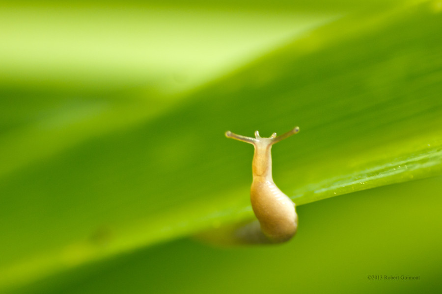 Robert Guimont - Happy Slug