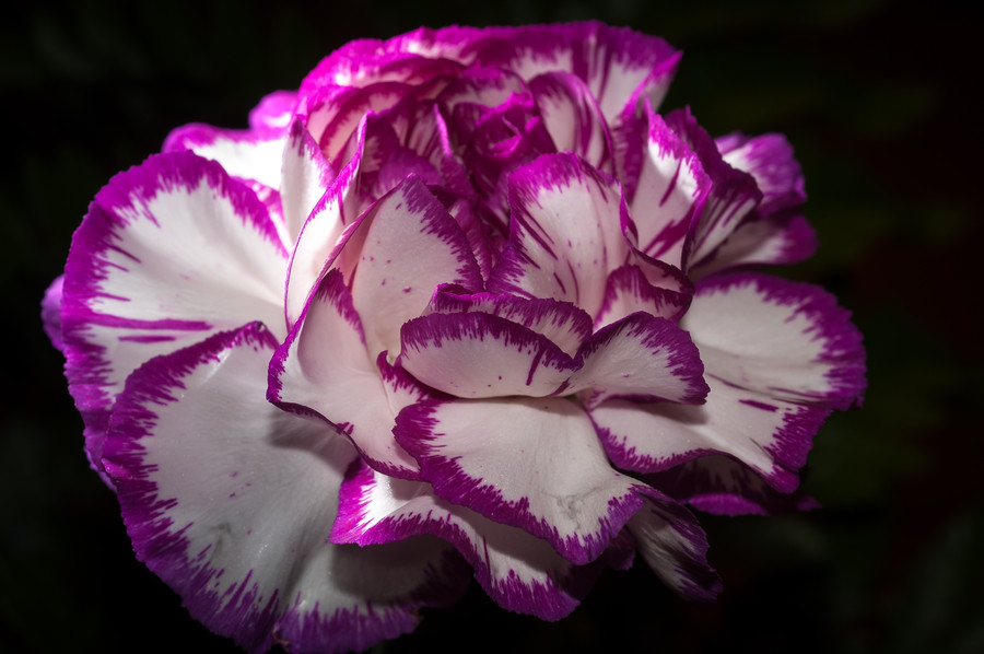 Darkness - Tim Piche