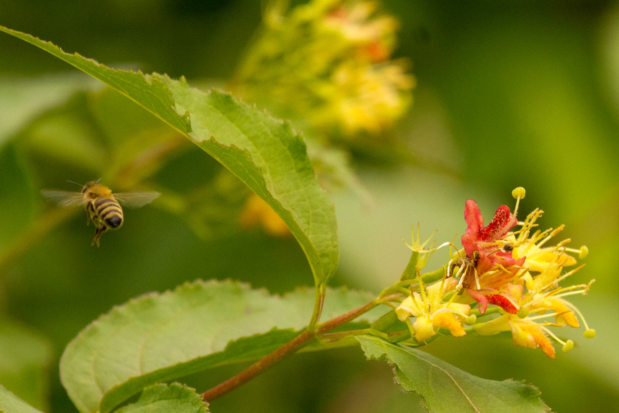 He's Done - Robert Guimont