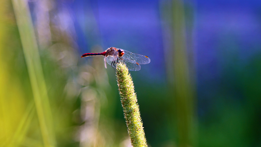 Anisoptera by Daniel J