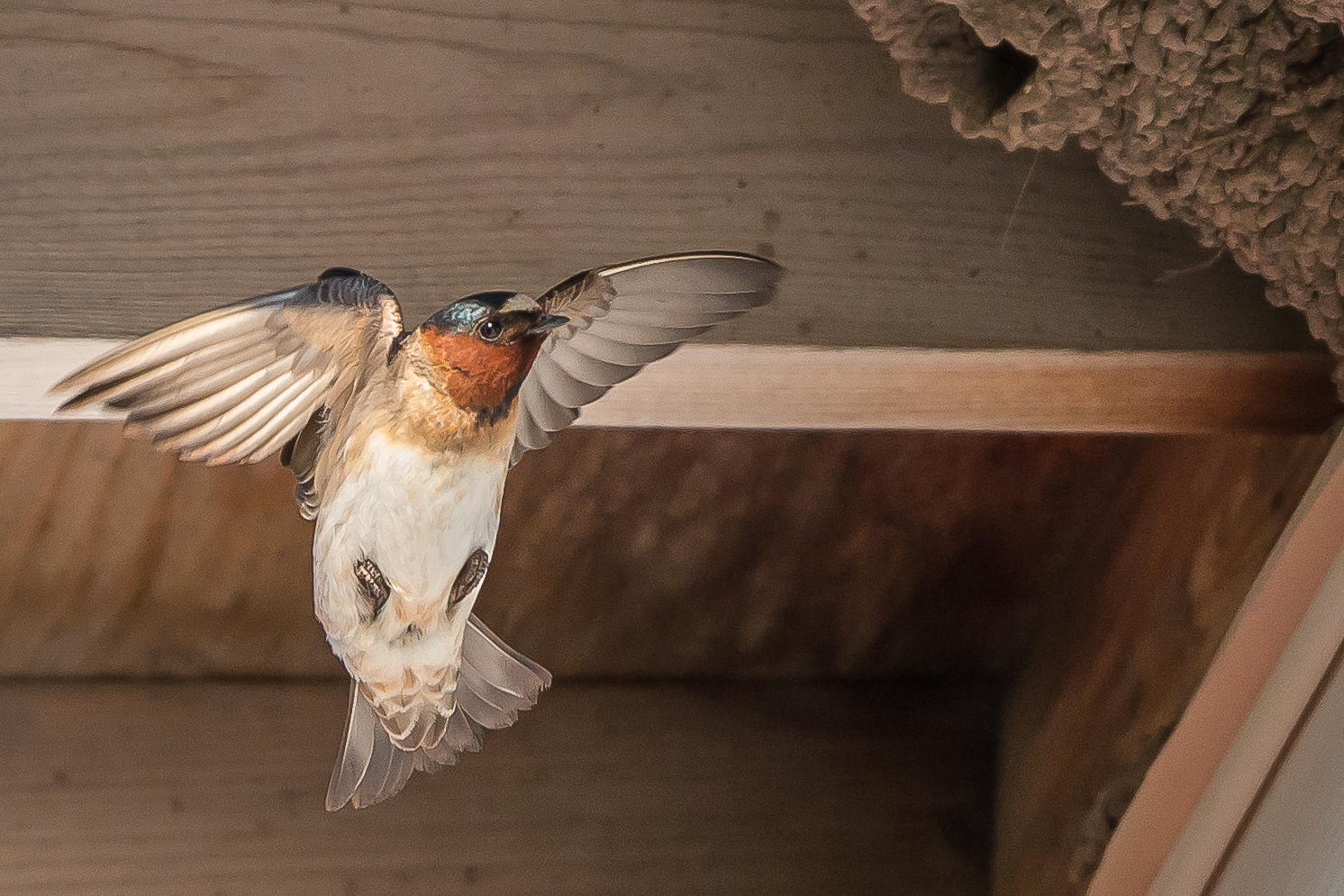 Cliff Swallow by David Ho
