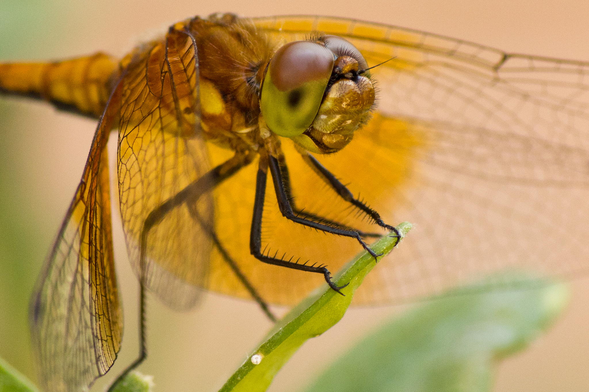 Dragonfly by Robert Guimont