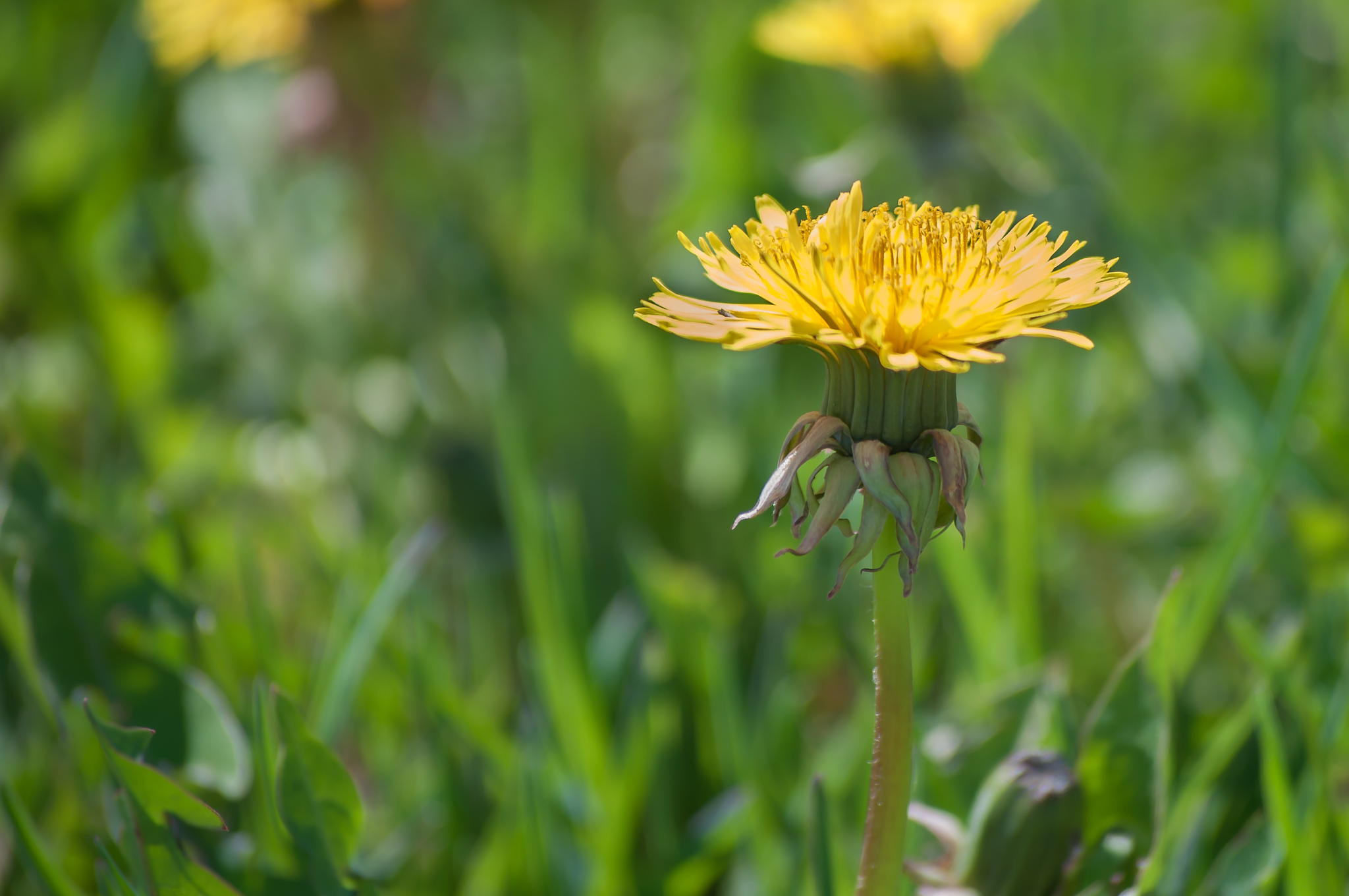 Lonely Dandelion by Tim Piche