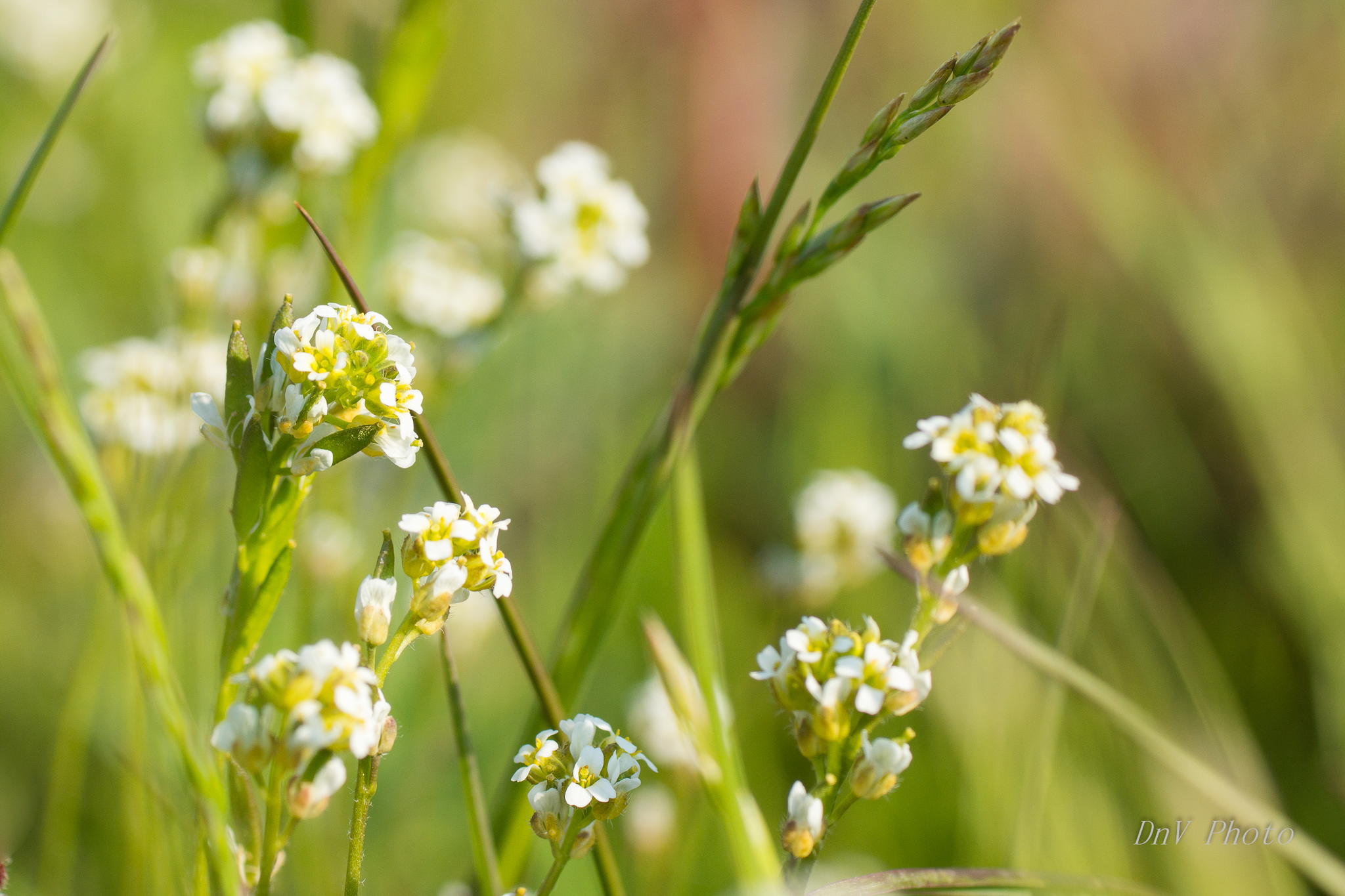 Arctic Wild Flora by David Ho