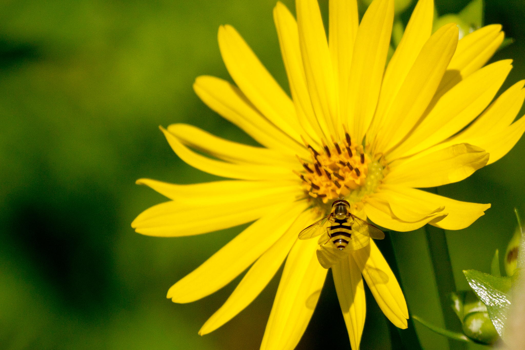 Hoverfly by Robert Guimont