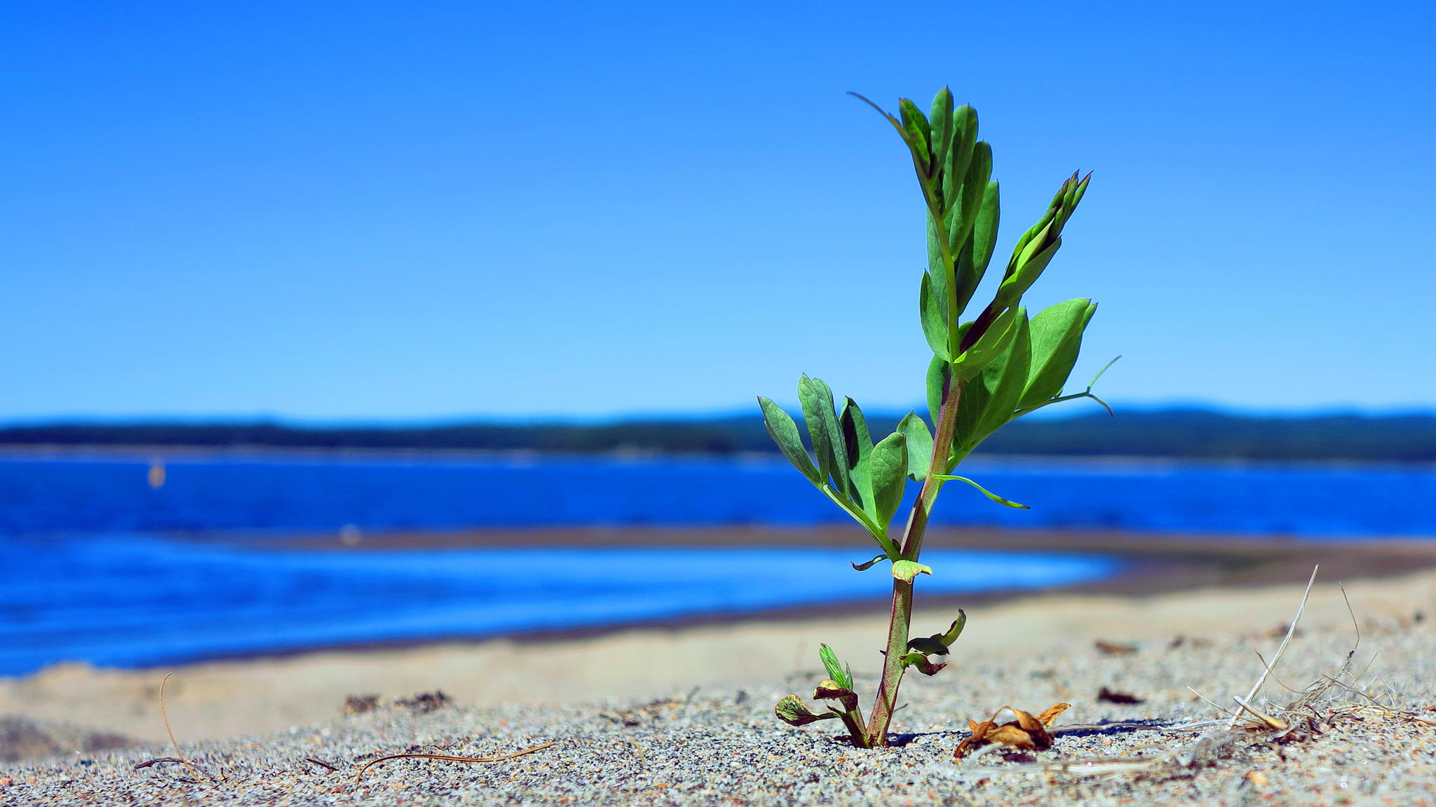 On the Beach by Daniel J