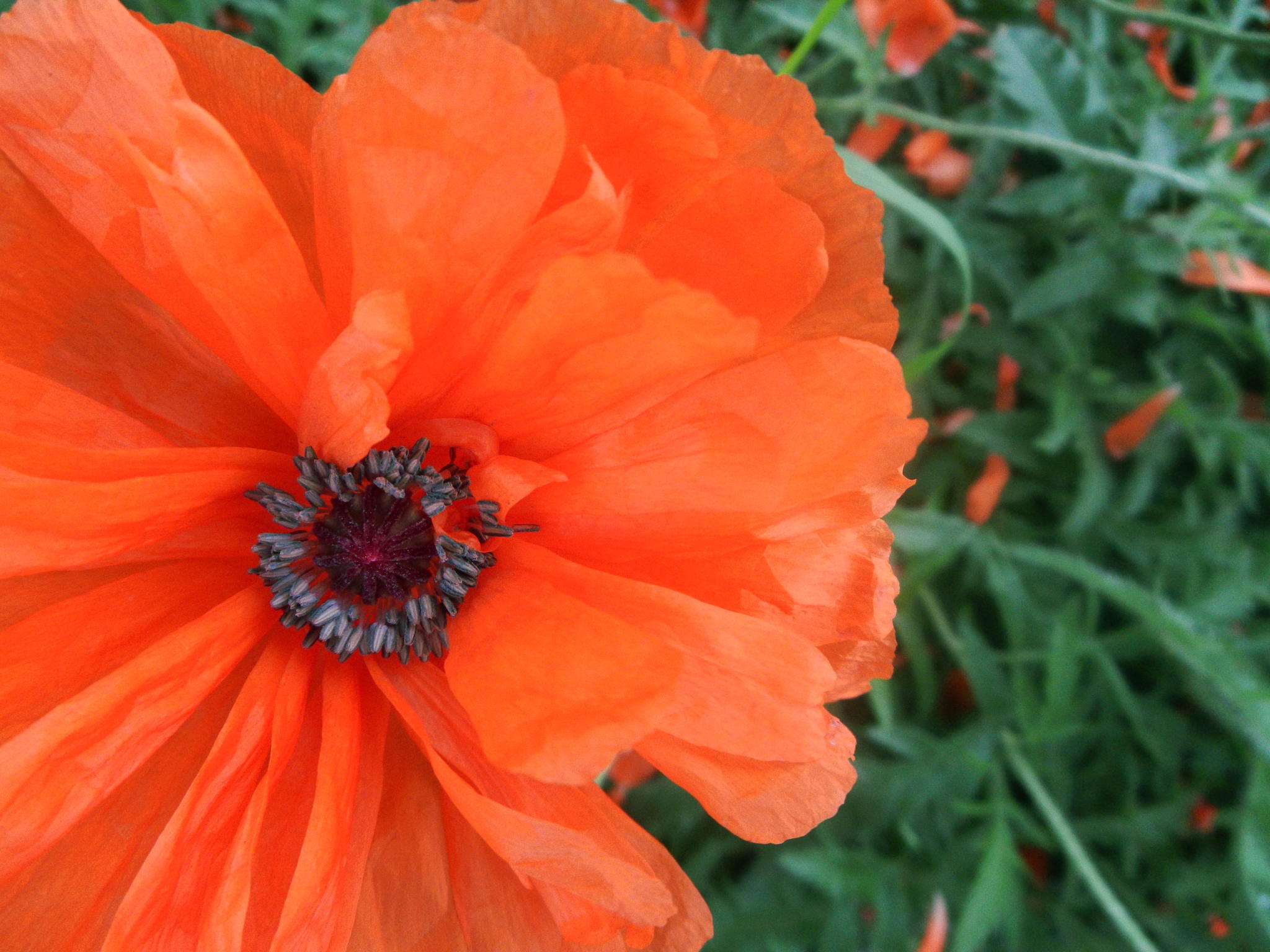 Poppy by Arizona Lanceleve