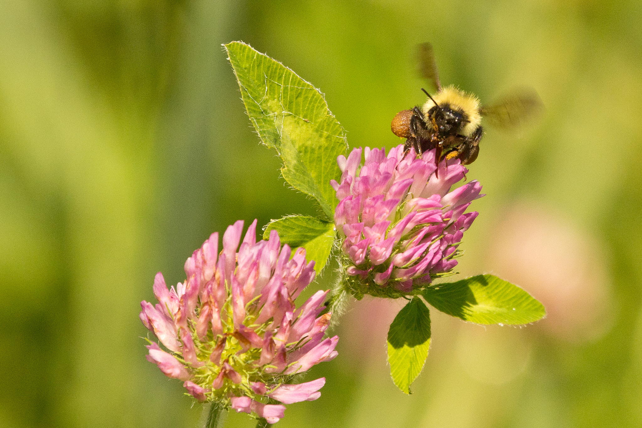 Bumblebee by Robert Guimont