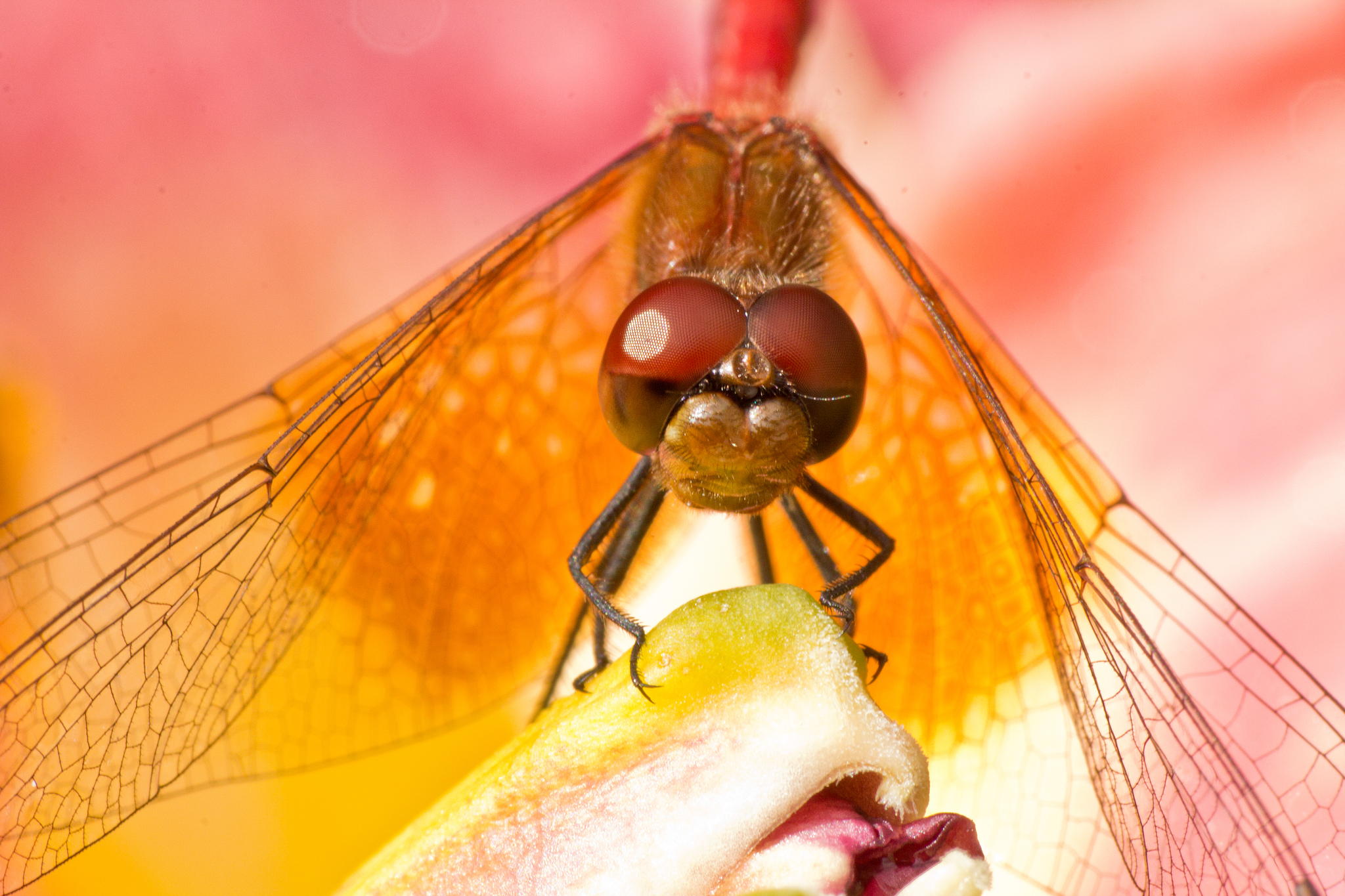 Dragonfly by Robert Guimont