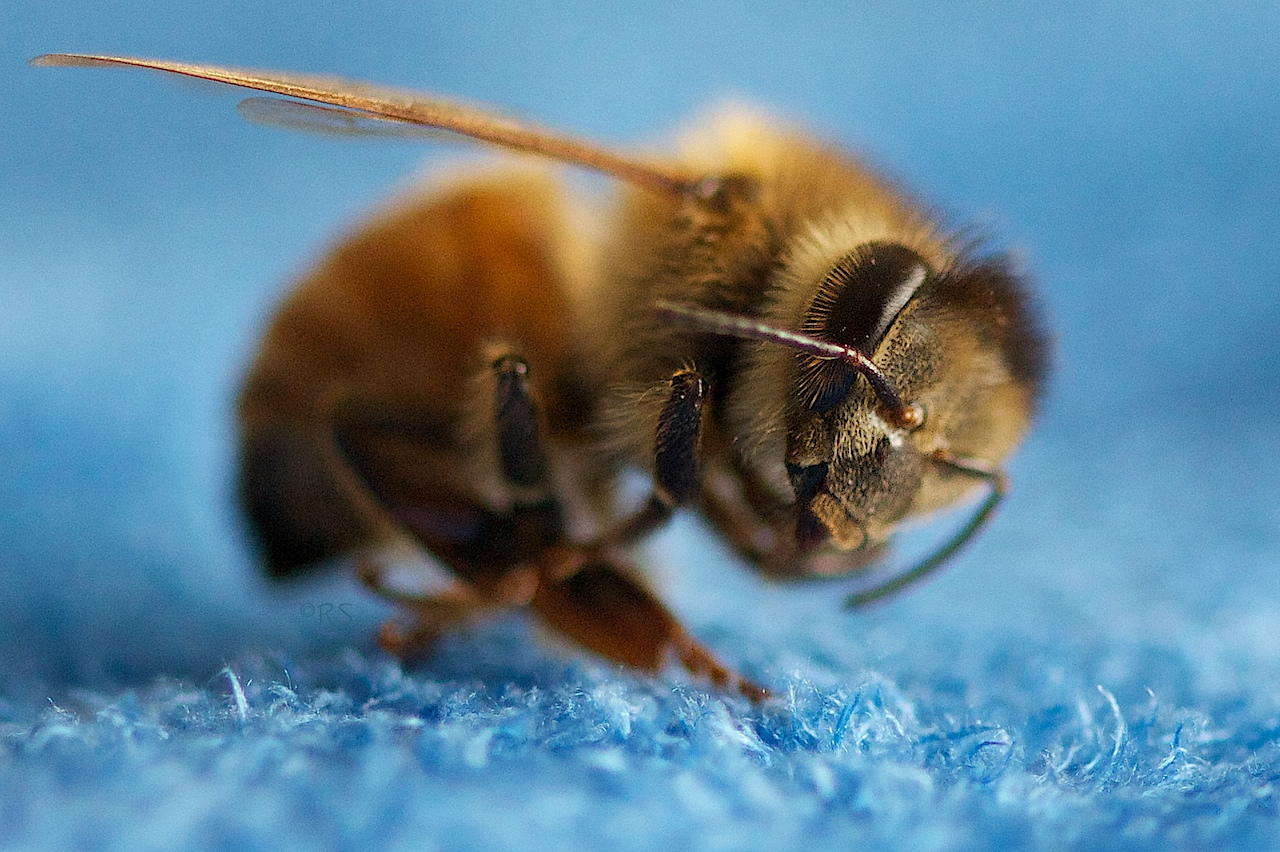 Take a Bow by Rhonda Shier