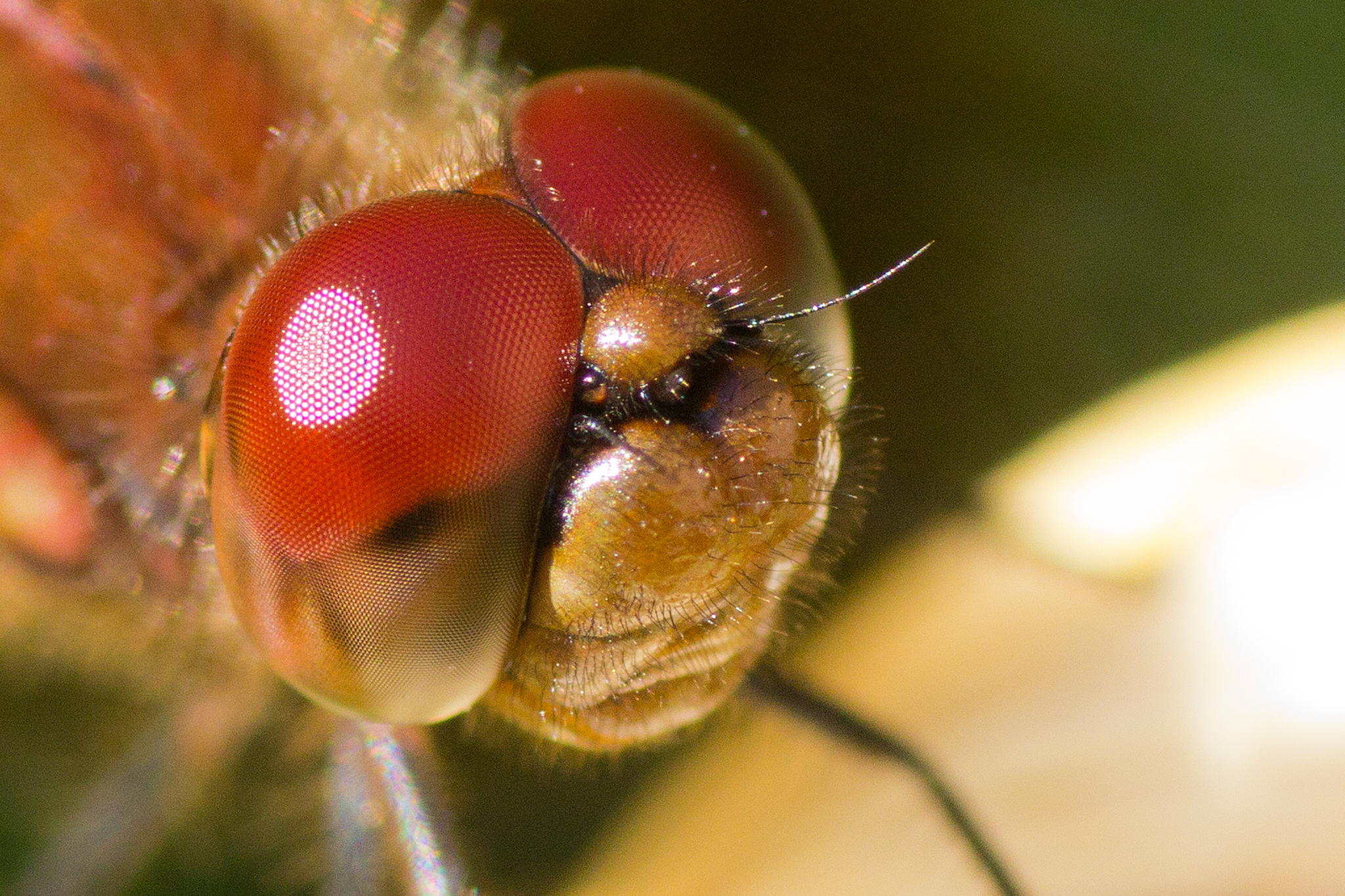 Dragonfly by Robert Guimont