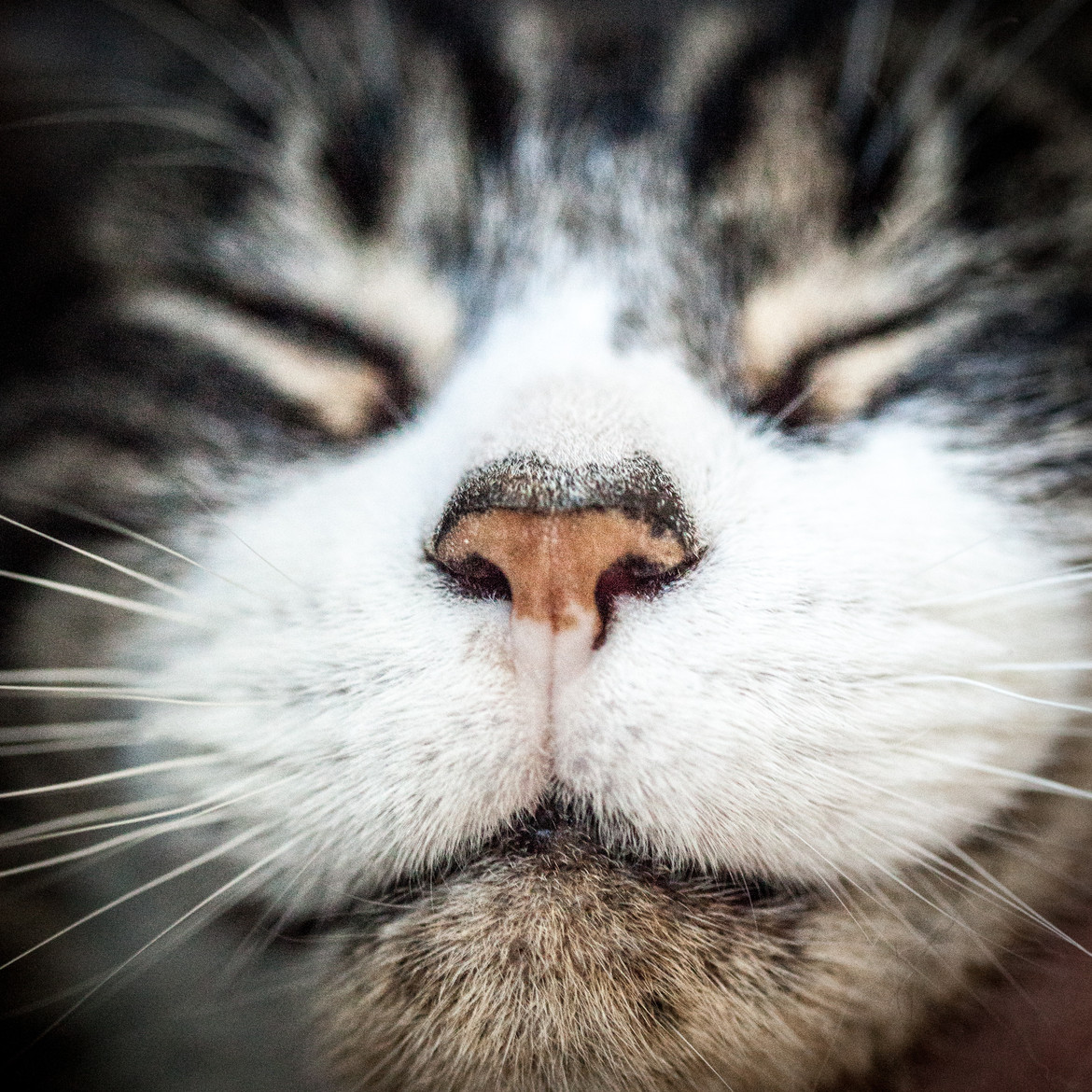 Rocky's Nose by Wendy Teal