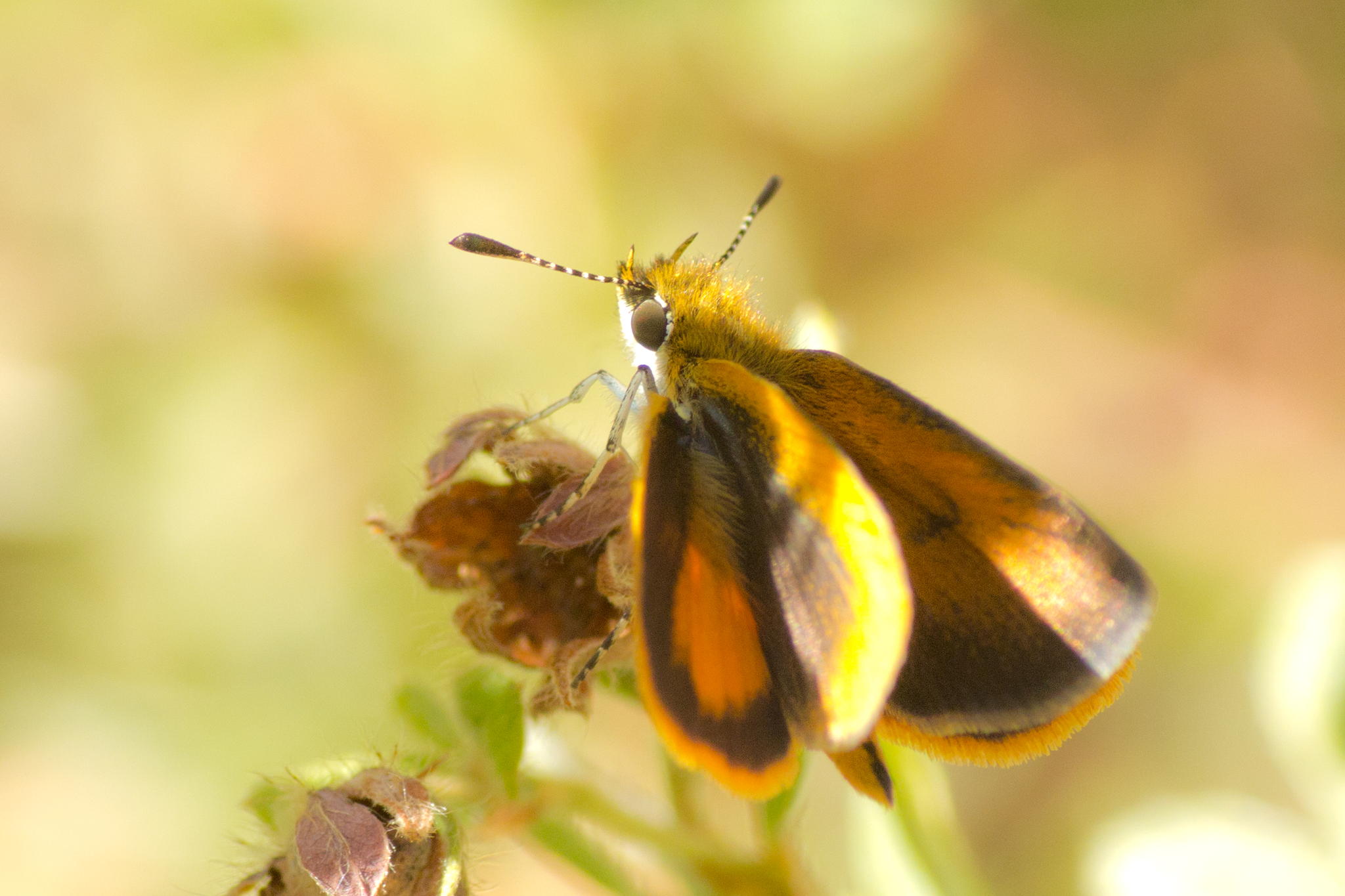 Skipper by Robert Guimont