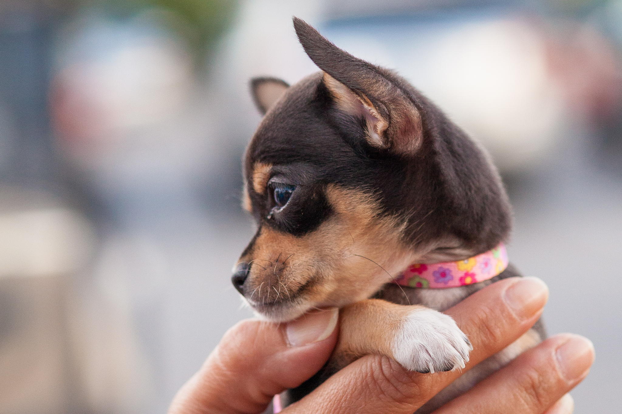 Sweetie by Wendy Teal