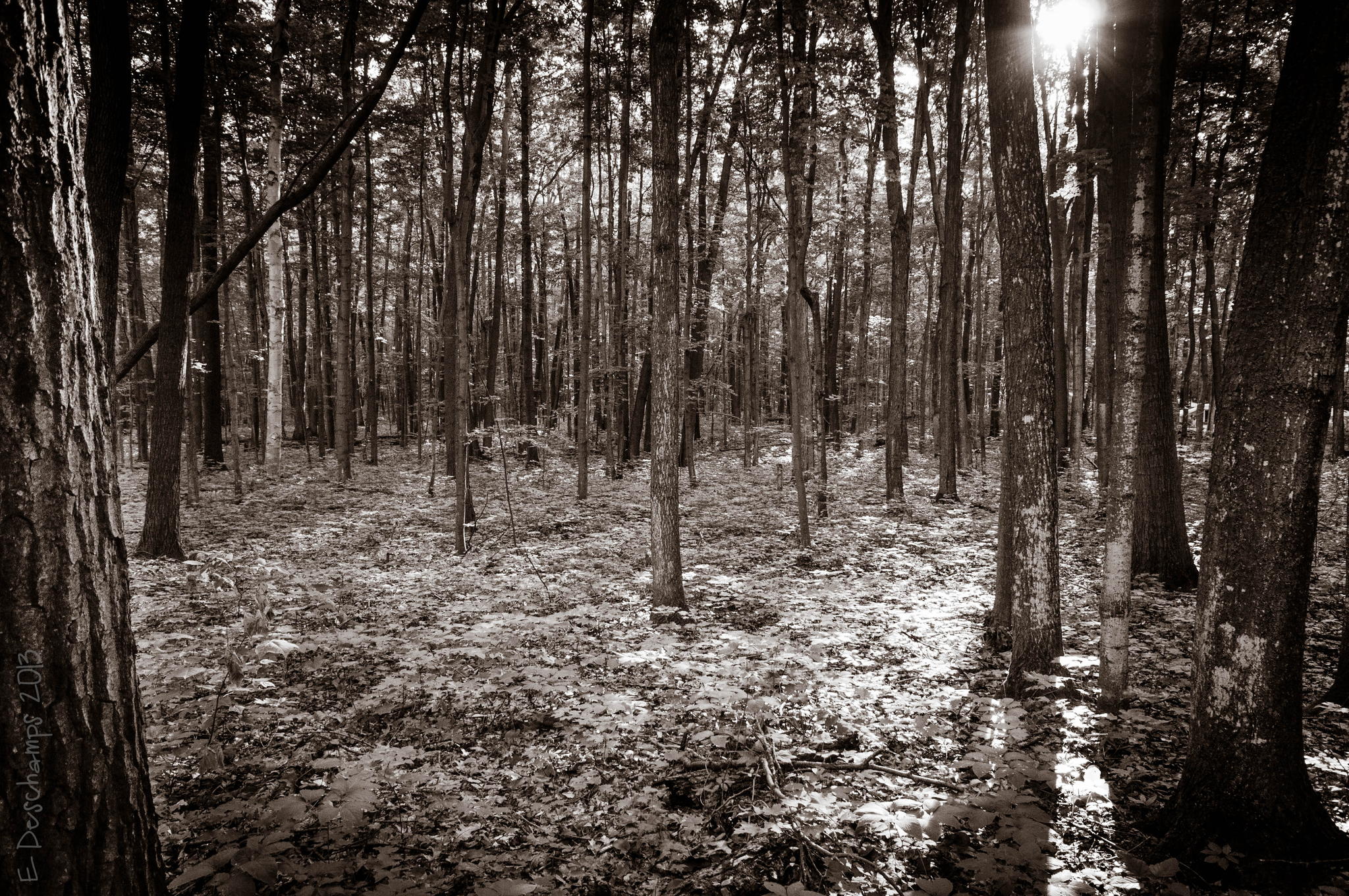 True Nature by Eric Deschamps