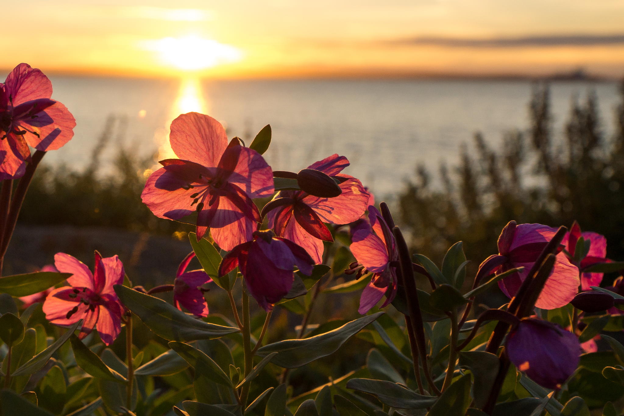 Arctic Moment by David Ho